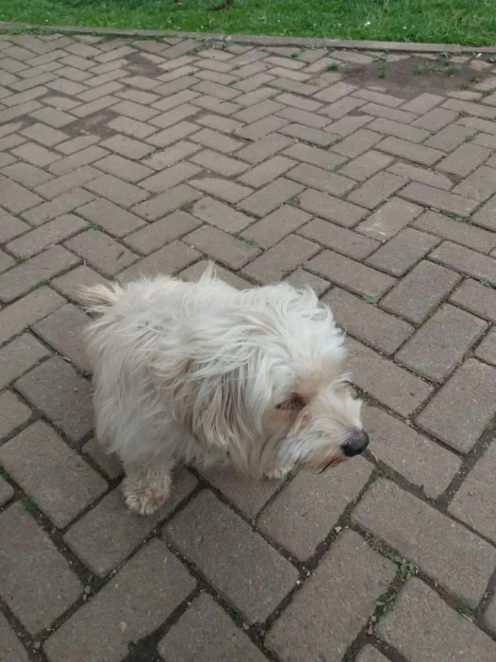 Cachorro ra a Cotton de Tulear, poodle, Lhas idade 4 anos nome Nao sei 