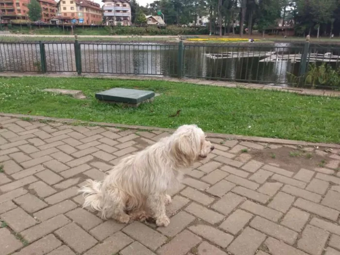Cachorro ra a Cotton de Tulear, poodle, Lhas idade 4 anos nome Nao sei 