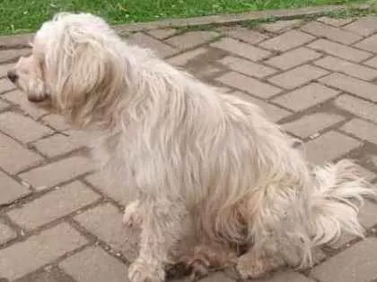 Cachorro ra a Cotton de Tulear, poodle, Lhas idade 4 anos nome Nao sei 