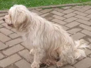 Cachorro raça Cotton de Tulear, poodle, Lhas idade 4 anos nome Nao sei 