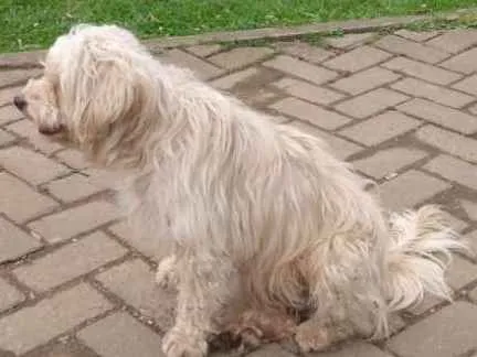 Cachorro ra a Cotton de Tulear, poodle, Lhas idade 4 anos nome Nao sei 