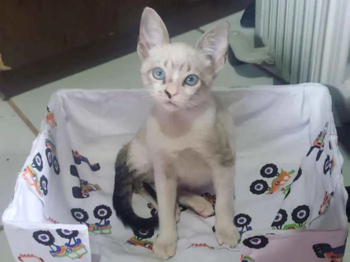 Gato raça SRD  idade 2 a 6 meses nome Smeagol