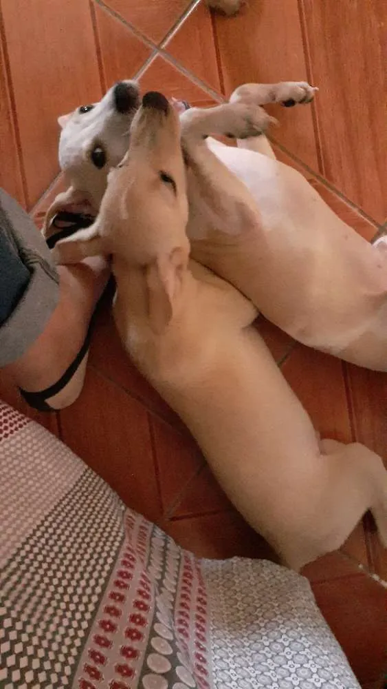 Cachorro raça Viralata idade 2 a 6 meses nome Ainda não deu nomes