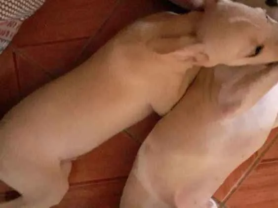 Cachorro raça Viralata idade 2 a 6 meses nome Ainda não deu nomes