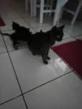 Abandonado