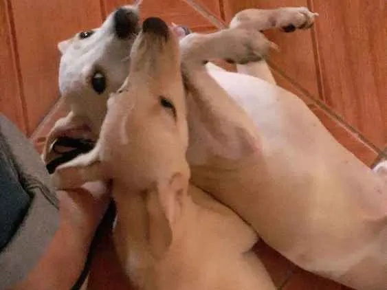 Cachorro raça Viralata idade 2 a 6 meses nome Ainda não deu nomes