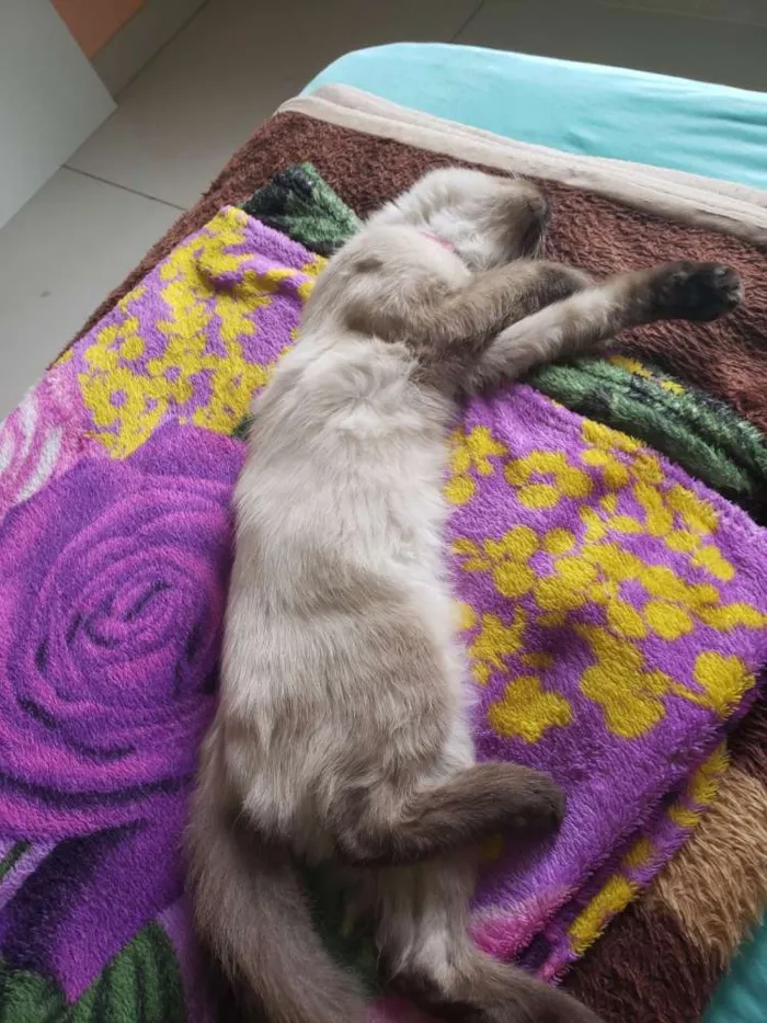 Gato ra a Siamês  idade 2 a 6 meses nome Bolinha