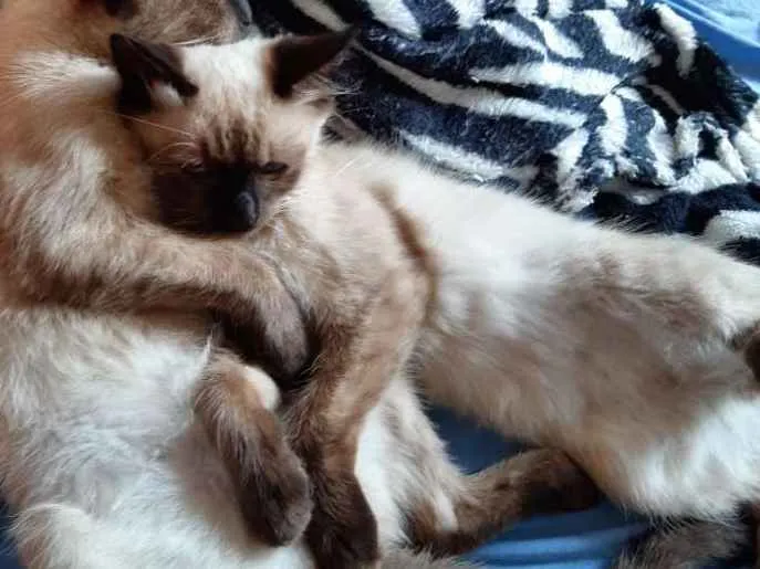 Gato ra a Siamês  idade 2 a 6 meses nome Bolinha