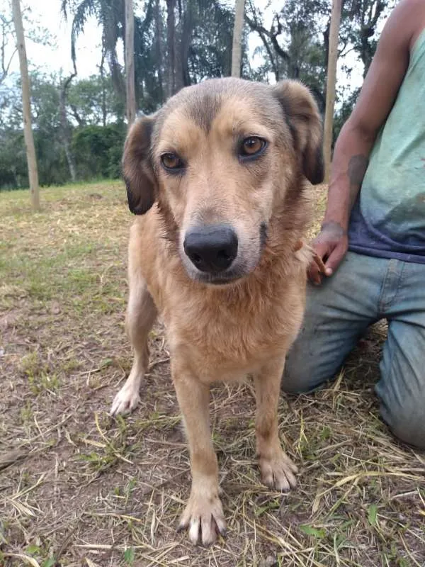 Cachorro ra a SRD idade 3 anos nome Beethoven