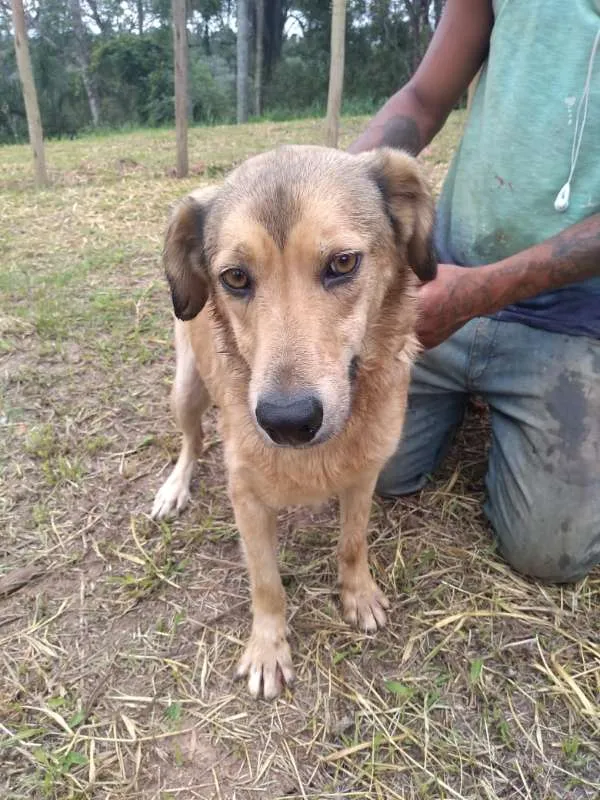 Cachorro ra a SRD idade 3 anos nome Beethoven