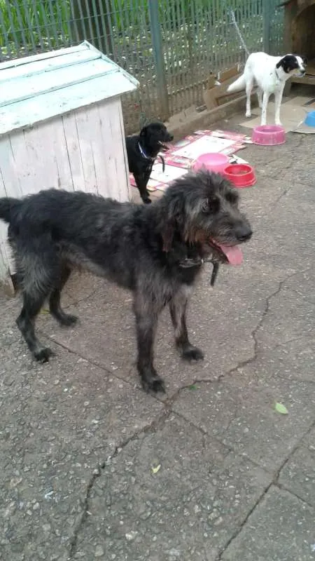 Cachorro ra a SRD idade 3 anos nome Bob