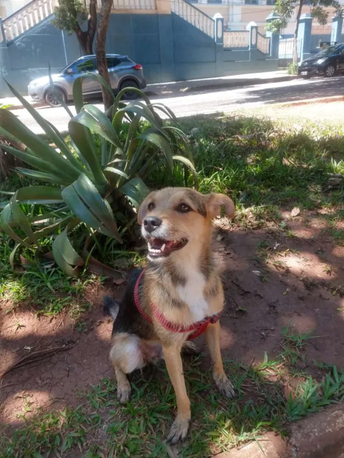 Cachorro ra a Vira Lata idade 4 anos nome Mint