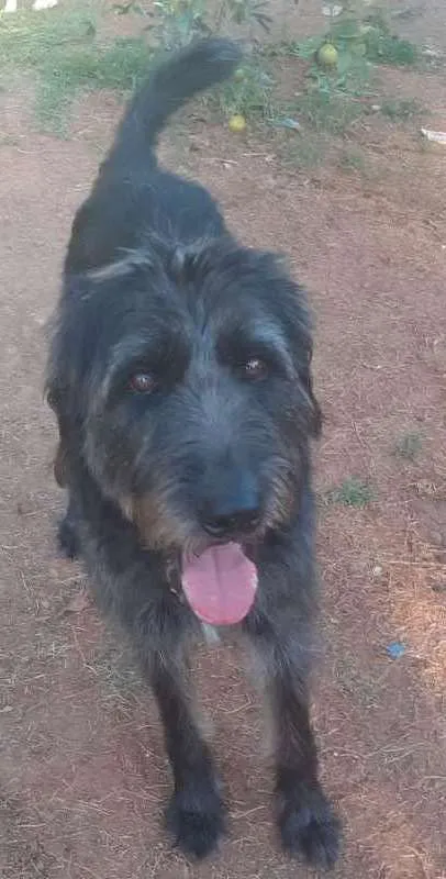 Cachorro ra a SRD idade 3 anos nome Bob