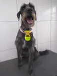 Bob