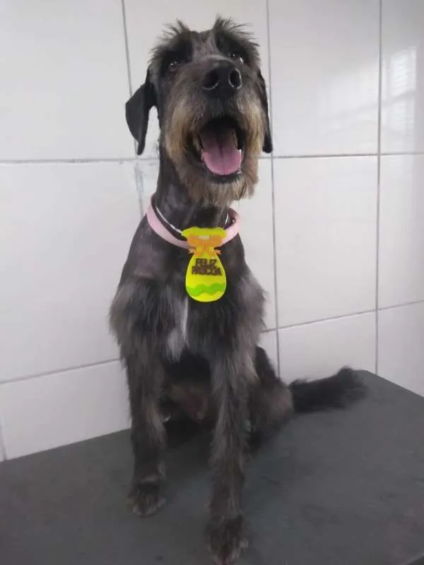 Cachorro ra a SRD idade 3 anos nome Bob