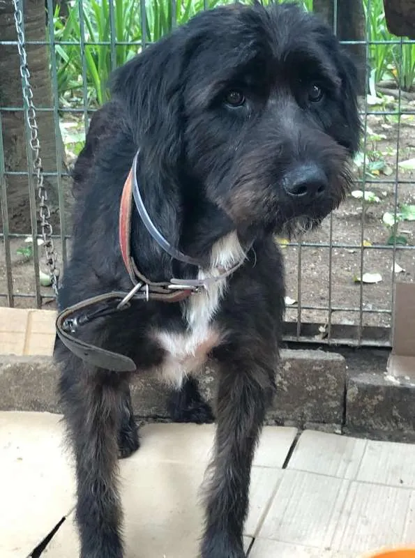 Cachorro raça SRD idade 3 anos nome Preta