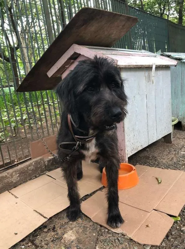 Cachorro raça SRD idade 3 anos nome Preta