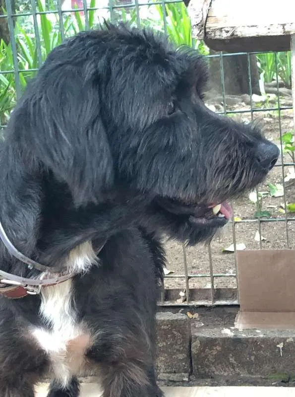 Cachorro raça SRD idade 3 anos nome Preta