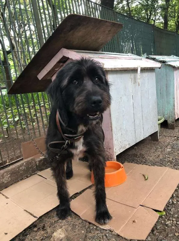 Cachorro raça SRD idade 3 anos nome Preta