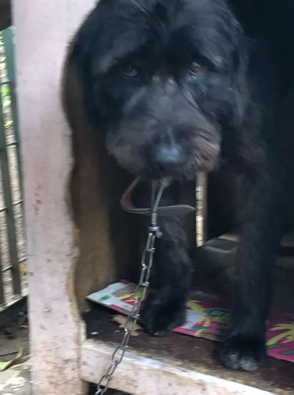 Cachorro raça SRD idade 3 anos nome Preta