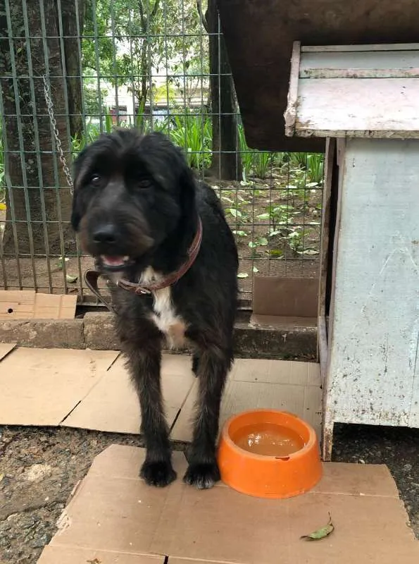 Cachorro raça SRD idade 3 anos nome Preta