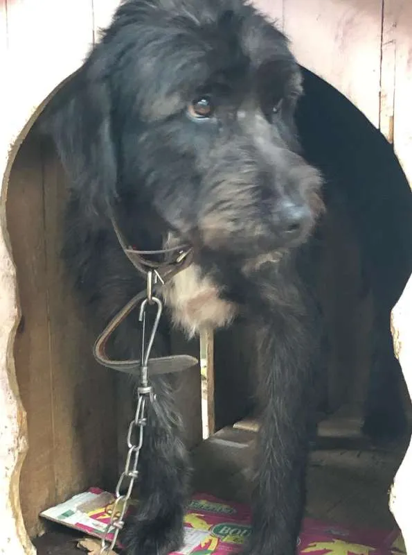 Cachorro raça SRD idade 3 anos nome Preta