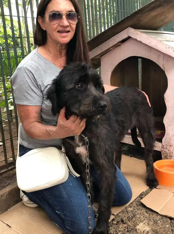 Cachorro raça SRD idade 3 anos nome Preta