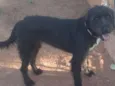 Cachorro raça SRD idade 3 anos nome Preta