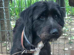 Cachorro raça SRD idade 3 anos nome Preta
