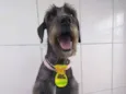Bob