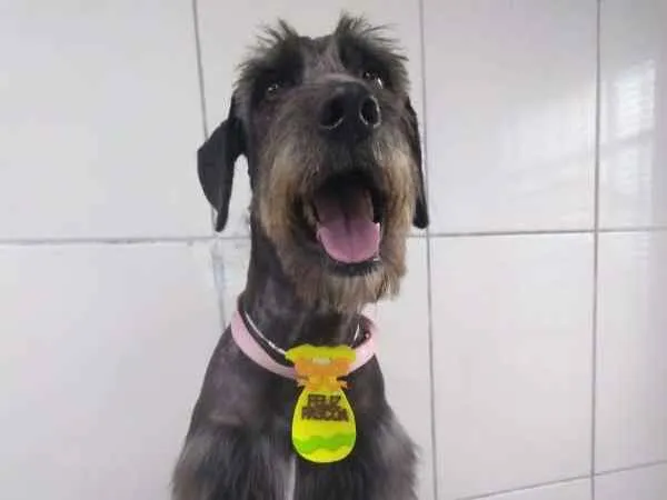 Cachorro ra a SRD idade 3 anos nome Bob