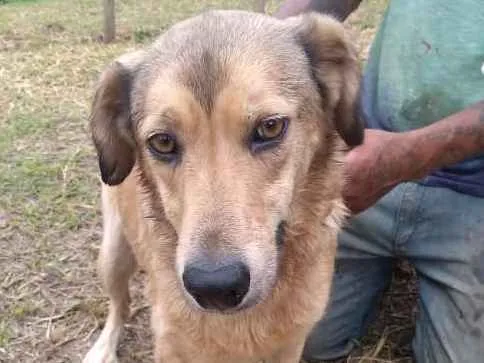 Cachorro ra a SRD idade 3 anos nome Beethoven