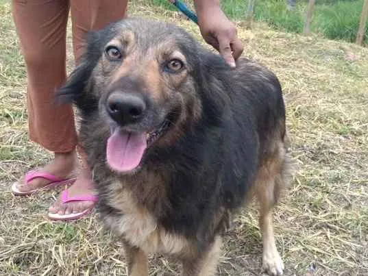 Cachorro ra a SRD idade 3 anos nome Pepita