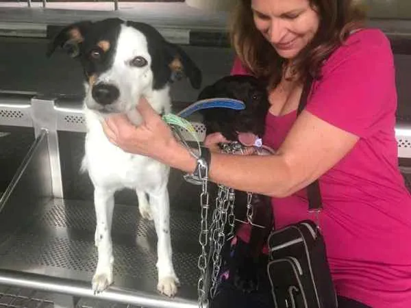 Cachorro raça SRD idade 3 anos nome Minduim