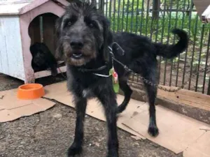 Cachorro raça SRD idade 3 anos nome Bob