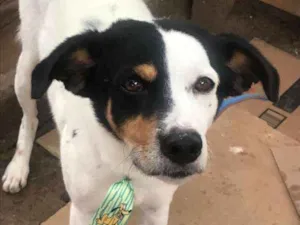 Cachorro raça SRD idade 3 anos nome Minduim