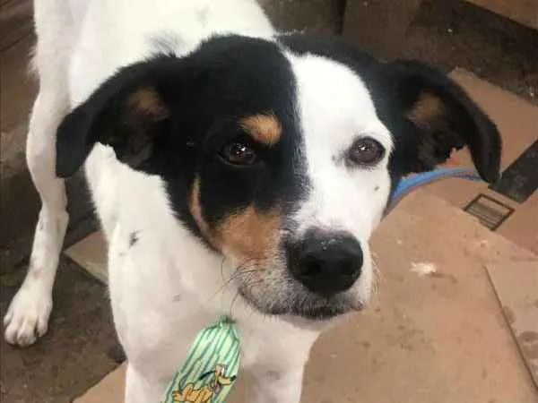 Cachorro raça SRD idade 3 anos nome Minduim