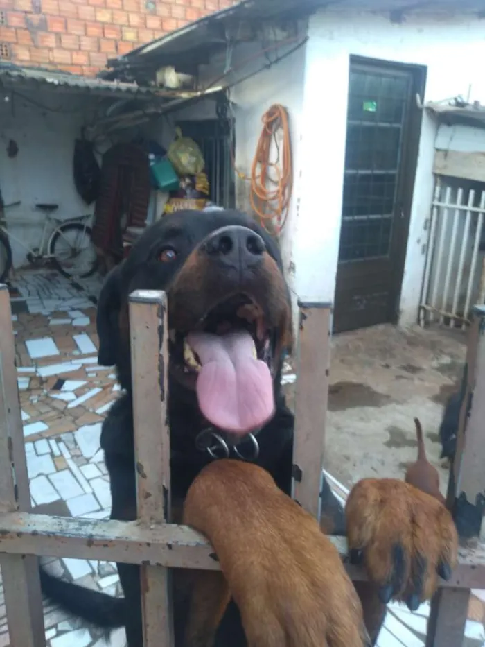 Cachorro ra a Rottweiler idade 3 anos nome Max