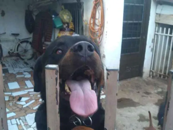 Cachorro ra a Rottweiler idade 3 anos nome Max