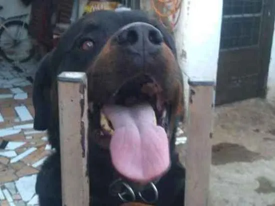 Cachorro ra a Rottweiler idade 3 anos nome Max