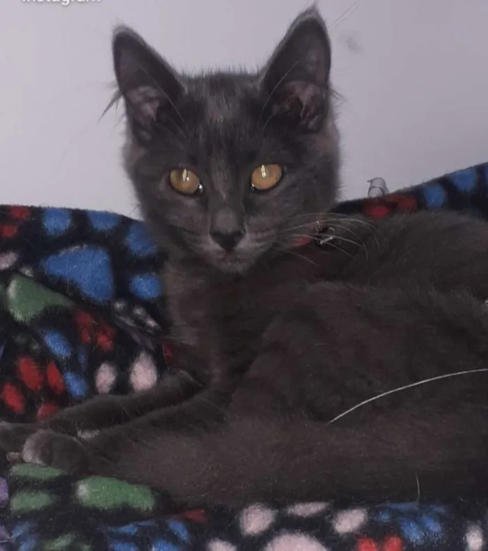 Gato raça Srd  idade 2 a 6 meses nome Meave