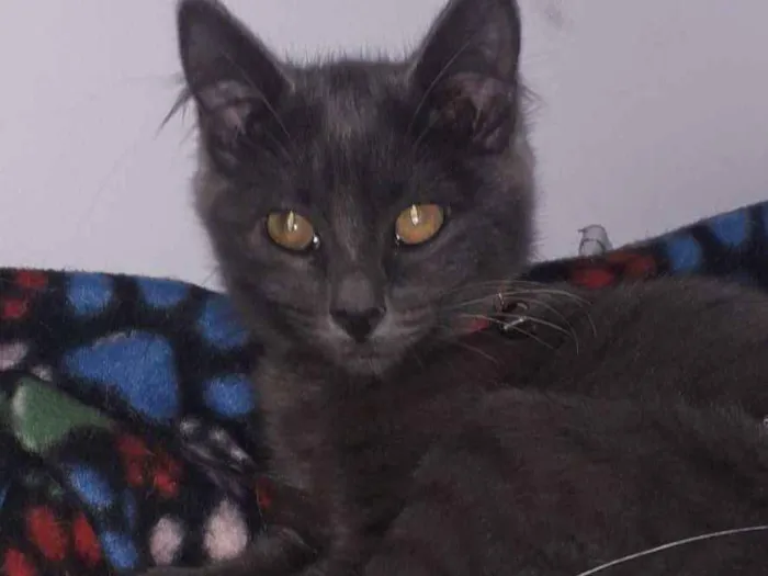 Gato raça Srd  idade 2 a 6 meses nome Meave