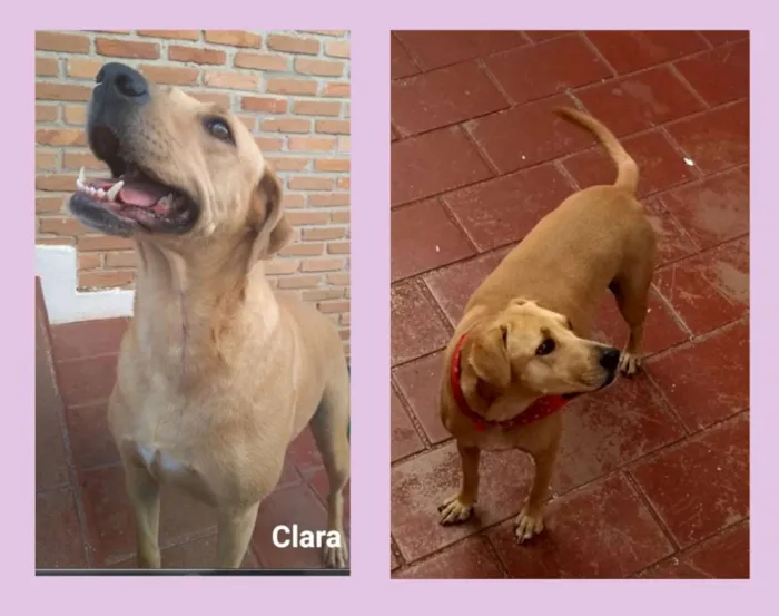 Cachorro ra a SRD idade 4 anos nome Clara