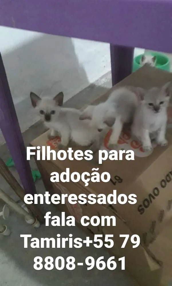 Gato ra a Srd idade Abaixo de 2 meses nome Filhotes