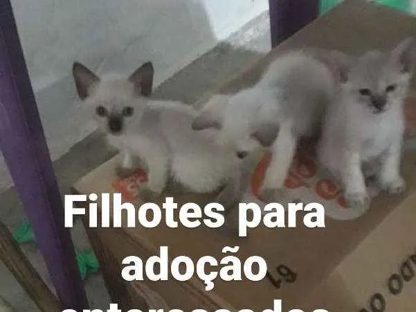 Gato ra a Srd idade Abaixo de 2 meses nome Filhotes