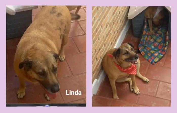 Cachorro ra a SRD idade 6 ou mais anos nome Linda