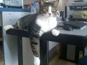 Gato raça SRD idade 5 anos nome Boneco