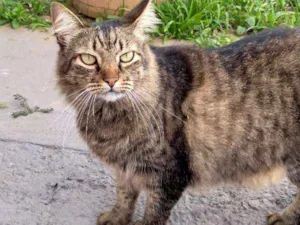 Gato raça SRD idade 3 anos nome Yoda