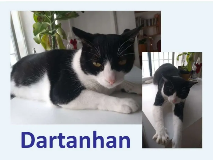 Gato ra a SRD idade 5 anos nome Dartanham