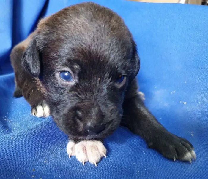 Cachorro ra a SRD idade Abaixo de 2 meses nome Filhote